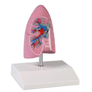 Lungenhälfte ½ natürliche Größe Lungenhälfte mit Bronchus, Arterien und Venen