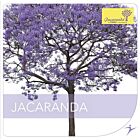 CD Jacaranda® Trainingsmusik