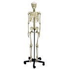 Heranwachsenden-Skelett 154 cm
