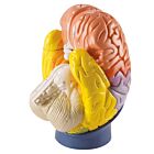 Modell der Gehirnregionen 4-teilig 2-fache Größe