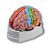 Gehirnmodell funktional/regional