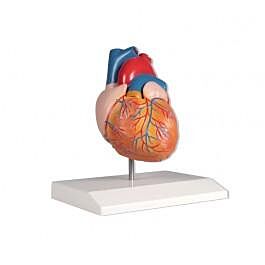 Herzmodell, 2-teilig, natürliche Größe