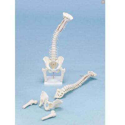 Modell Wirbelsäule mit Becken und Oberschenkelstümpfen