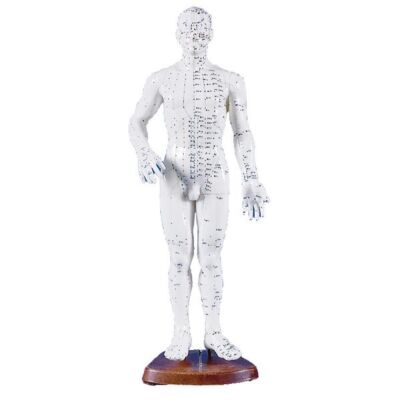 Chinesische Akupunkturfigur männlich 50 cm