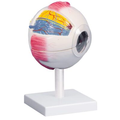 Augenmodell 6-fache Größe 6-teilig