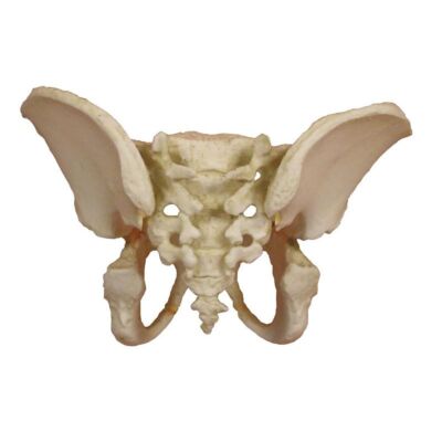 Becken eines 5-jährigen Kindes