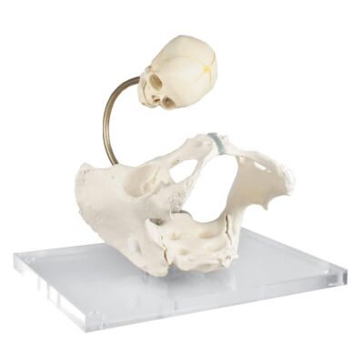 Becken zur Demonstration des Geburtsweges