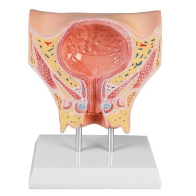 Blasenmodell weiblich