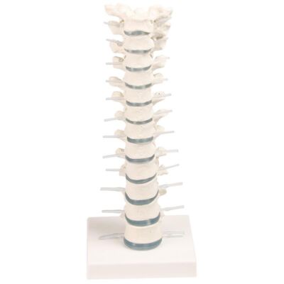 Brustwirbelsäule mit Stativ