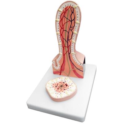 Darmzotte vergrößert 2-teilig transverser und longitudinaler Schnitt in der Darstellung