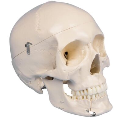 Dental-Schädel 4-teilig