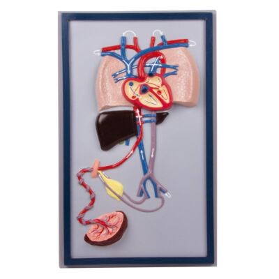 Fetalkreislauf einteilig