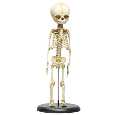 Fetusskelett 30. Woche 40 cm
