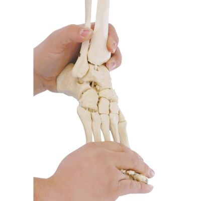 Flexibler Fuß rechts Zusatzausstattung