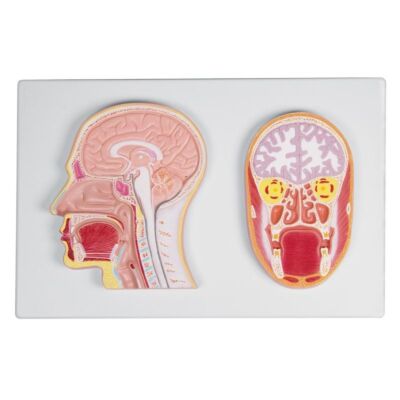 Frontal- und Medianschnitt des Kopfes