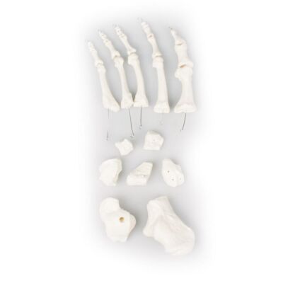 Fußknochen unmontiert