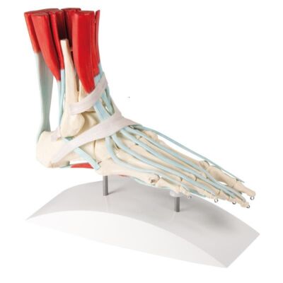 Fußskelett lebensgroß mit Bandapparat