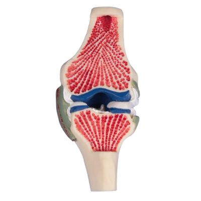 Gelenkschnitt-Modell des Knies