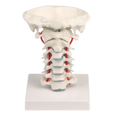 Halswirbelsäule mit Stativ