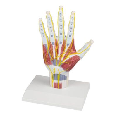 Handanatomie-Strukturmodell