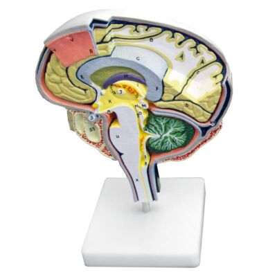 Hirnschnitt Modell