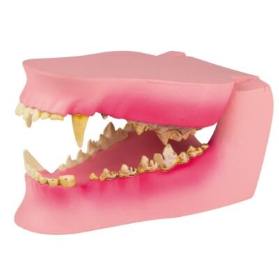 Hundekiefer gesund/erkrankt 12 x 7,5 x 5,5 cm