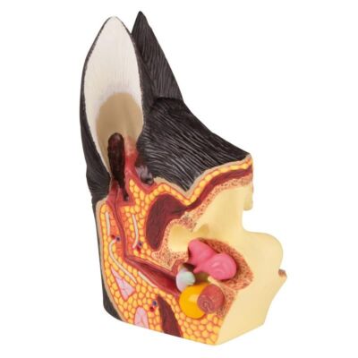 Hundeohr gesund/erkrankt 12 x 8 x 5 cm