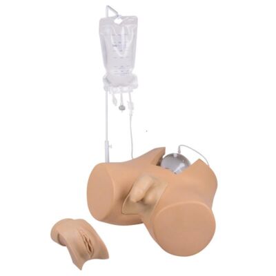 Katheterisierungsmodell