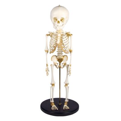 Kinderskelett 14 bis 16 Monate