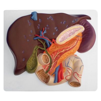 Leber mit Gallenblase, Pankreas und Duodenum