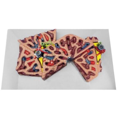 Leberläppchen Modell