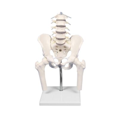 Lendenwirbelsäule mit Becken flexibel mit Stativ