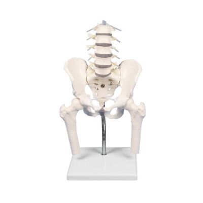 Lendenwirbelsäule mit Becken und Oberschenkelstümpfen