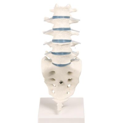 Lendenwirbelsäule mit Stativ