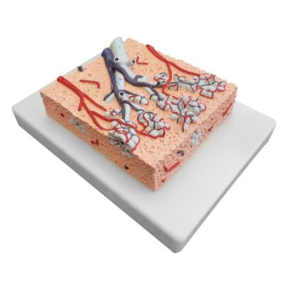 Lungenläppchen Modell