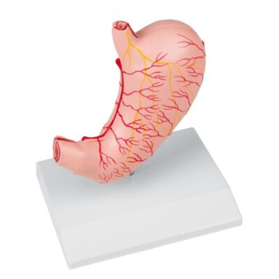 Magen 2-teilig natürliche Größe