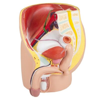 Beckenhälften Modelle
