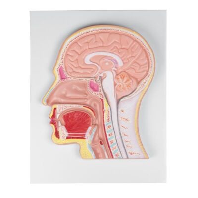 Medianschnitt des Kopfes