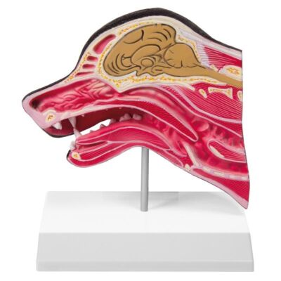 Medianschnitt eines Hundekopfes 17 x 15 x 6 cm