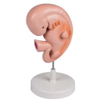 Menschlicher Embryo 4 Wochen