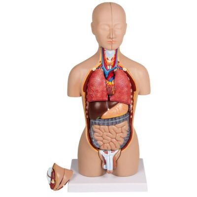 Miniaturtorso 16-teilig zweigeschlechtig