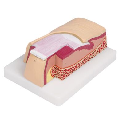 Nagel-Modell 5-fache Größe