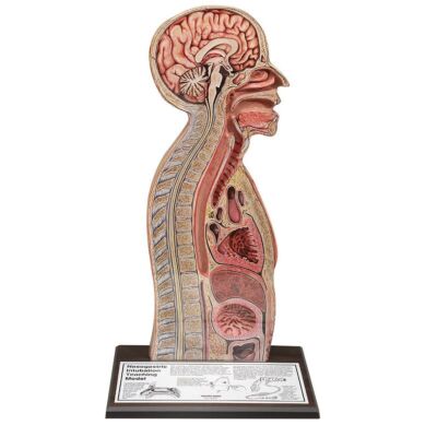 Nasen-Magensonden-Modell