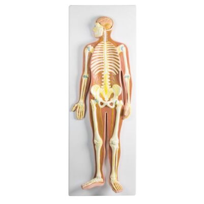 Nervensystem ½ natürliche Größe Darstellung der Leitungsbahnen der Nerven