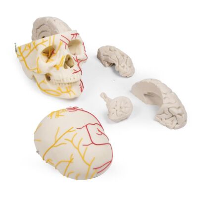 Neurovasculärer Schädel mit Gehirn