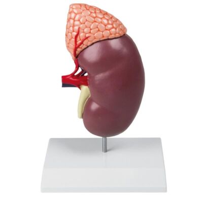 Niere mit Nebenniere 2-teilig 2-fache natürliche Größe