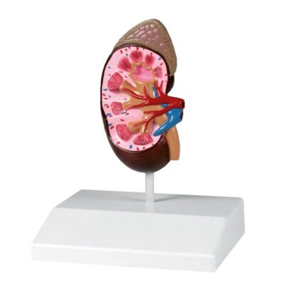 Nierenmodell natürliche Größe