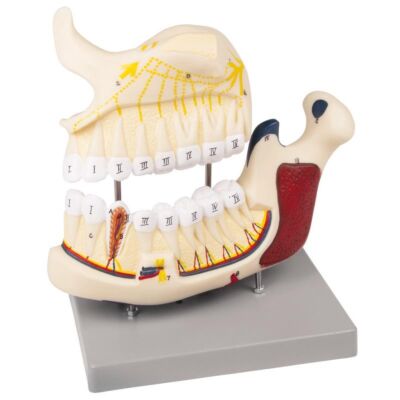Ober- und Unterkiefermodell 2,5-fach vergrößert