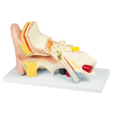 Ohrmodell 3-fache Größe 4 Teile