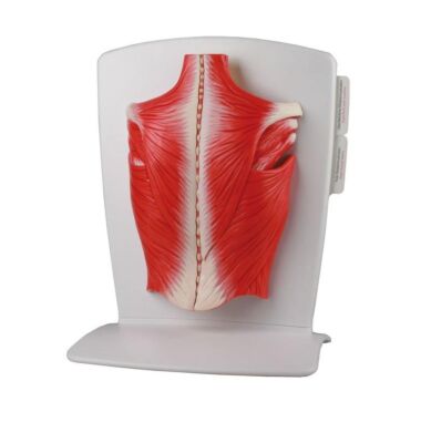 Rückenmuskulatur Modell 4-teilig